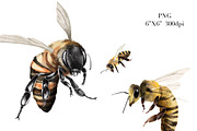 Watercolor Clipart Bee Art BumbleBee, an Animal Illustration by NKTKNS (Thumbnail 4 of 6)