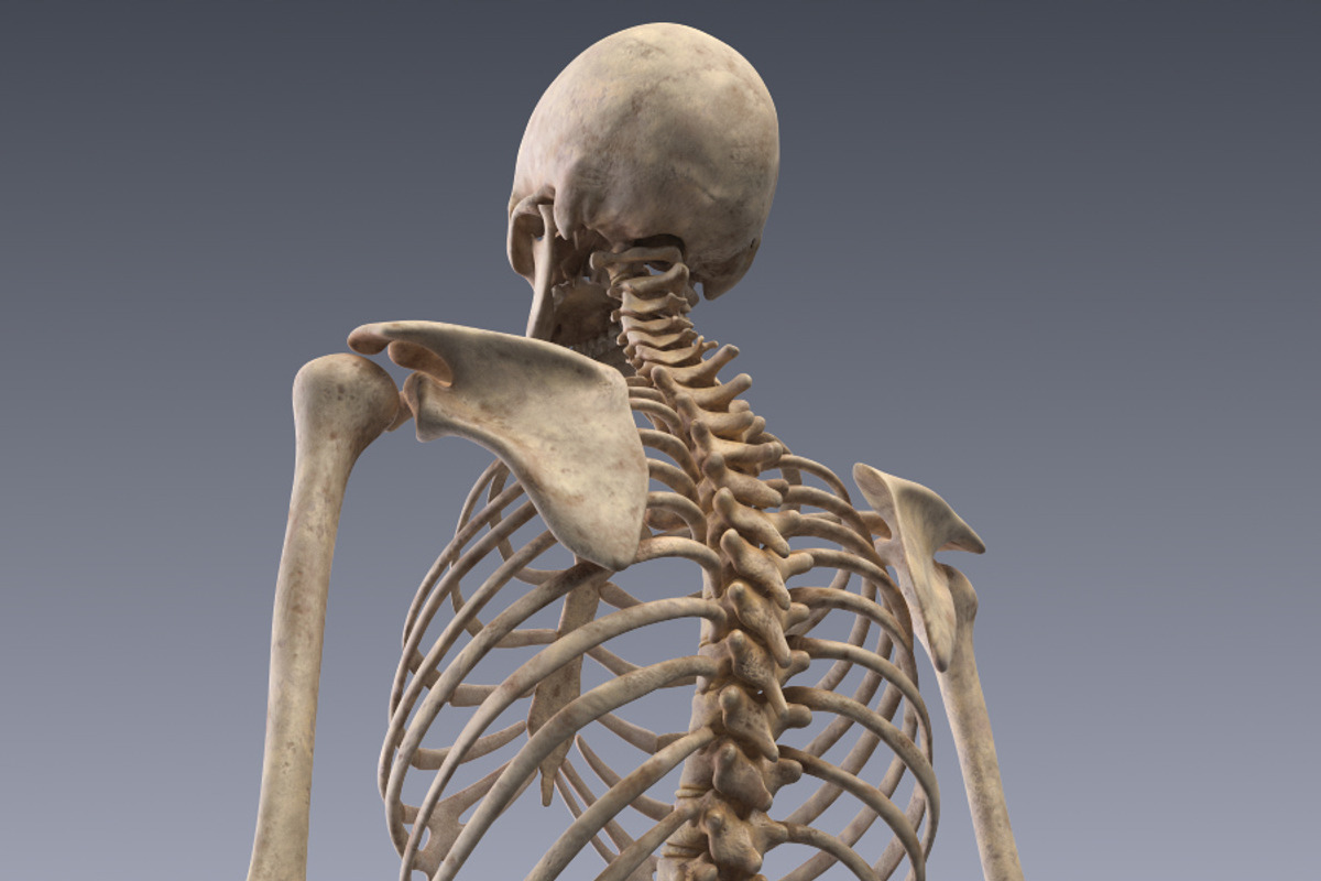 Human skeleton rigged, a Characters & Person 3D Model by konstantin.ermolaev (Photo 12 of 27)