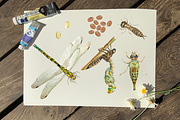 Dragonfly Life Cycle Clipart & Print, an Education Illustration by Tati Bordiu (Thumbnail 2 of 4)