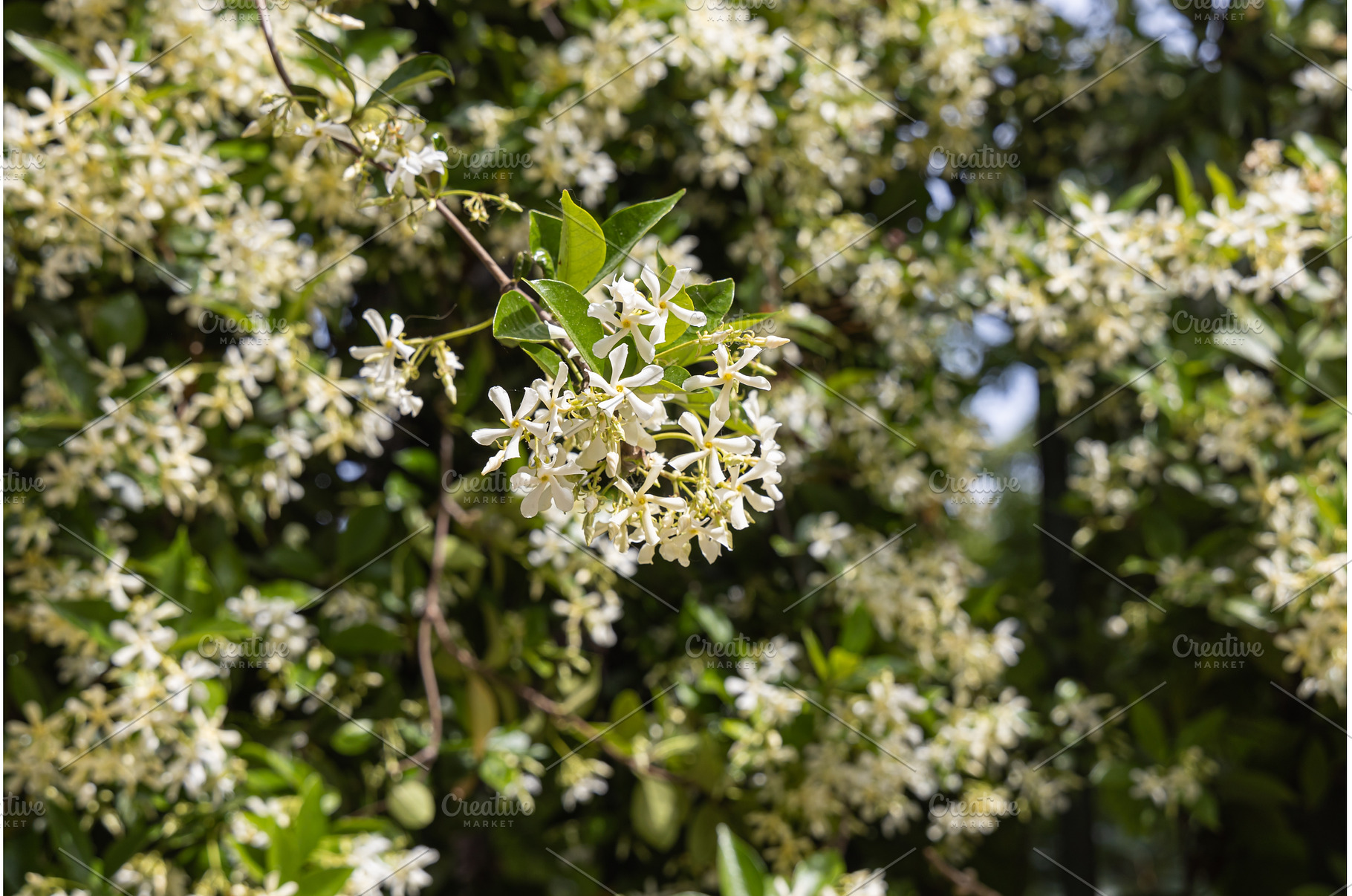 Trachelospermum jasminoides or, a Nature Photo by Illustrations&photos