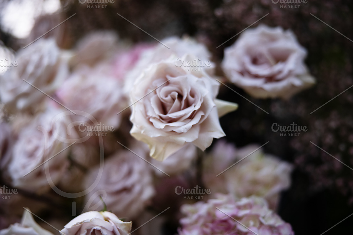 A Garden of Roses | Wedding, Events, a Nature Photo by Farewell (Photo 33 of 41)
