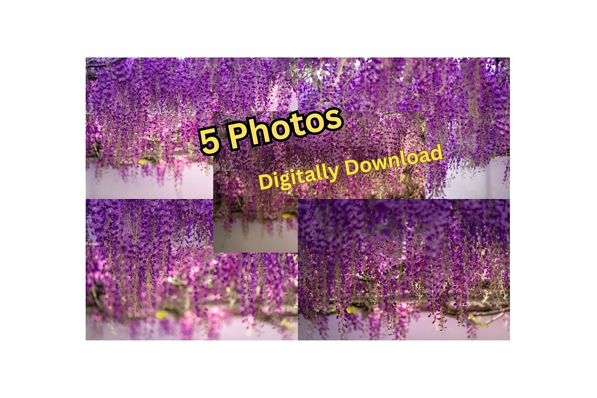 Purple Wisteria Flower Photo Bundle, a Nature Photo by Silent Nature (Photo 1 of 6)