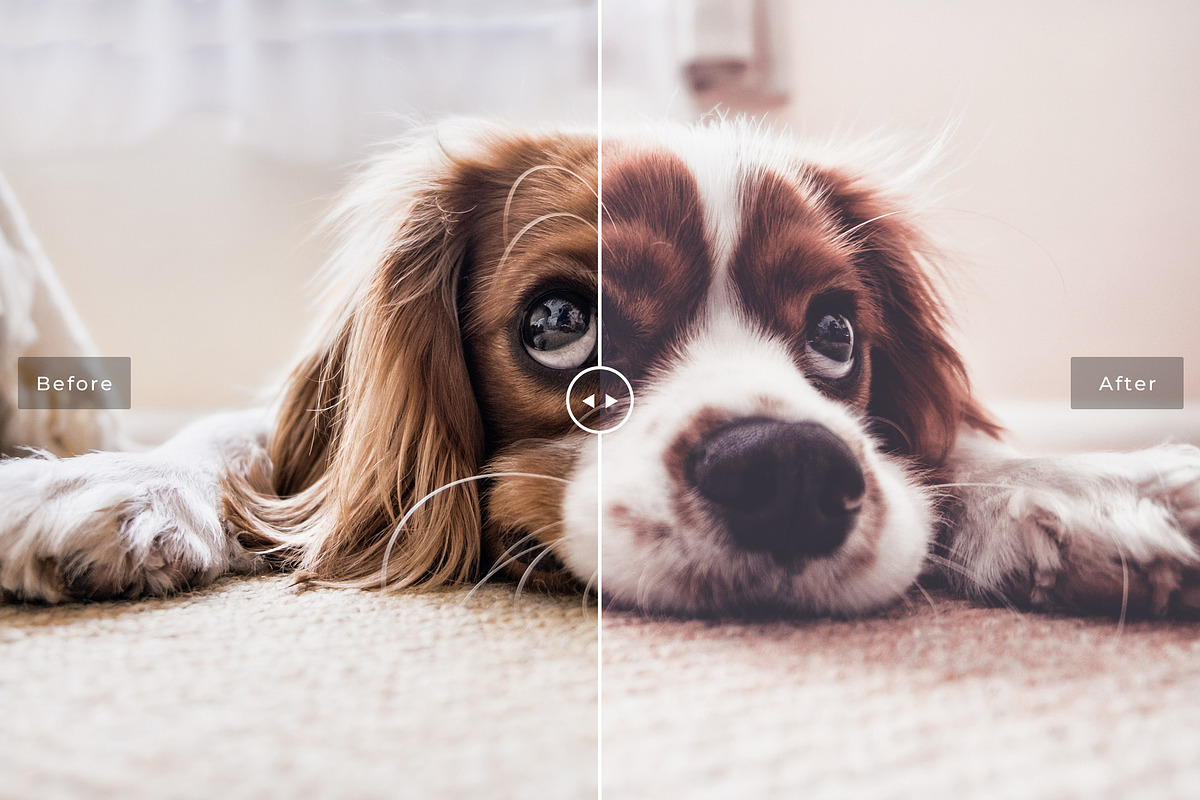 Pet Photoshop Actions Collection, an Action Add-On by Creativetacos (Photo 3 of 7)