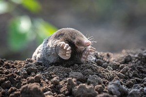 Mole digs in soil during daytime, an Animal Photo by Byrdyak