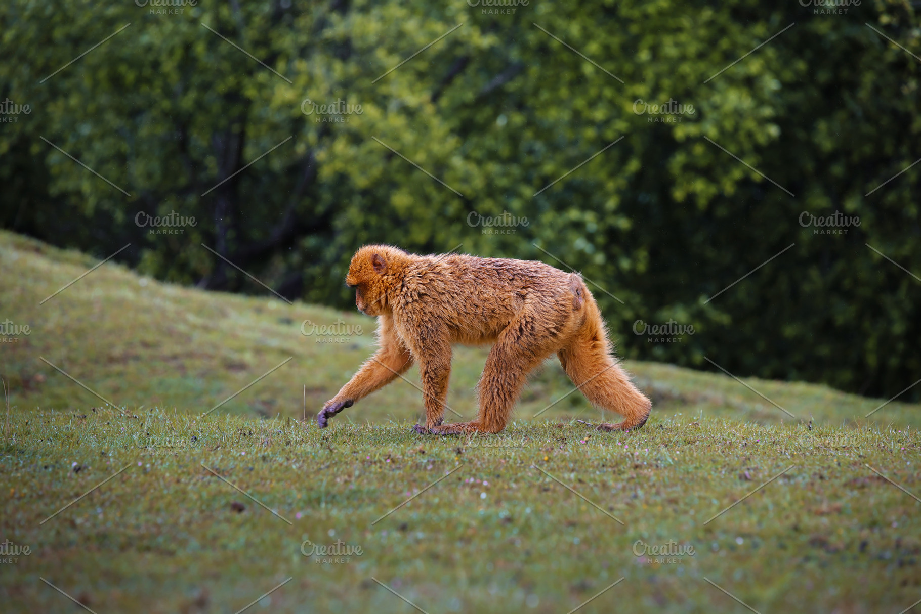 Wild monkey walking in a green meado, an Animal Photo by Perpis