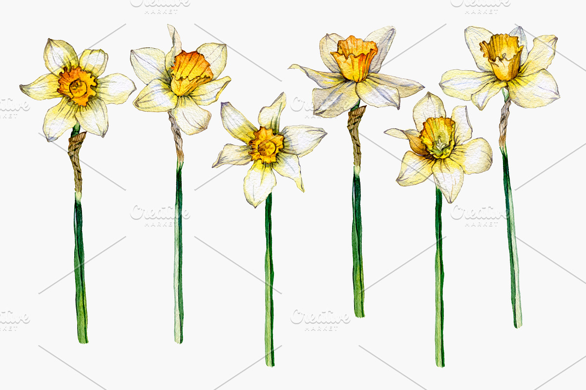 daffodil flower, an Illustration by OlyaSenko (Photo 2 of 7)