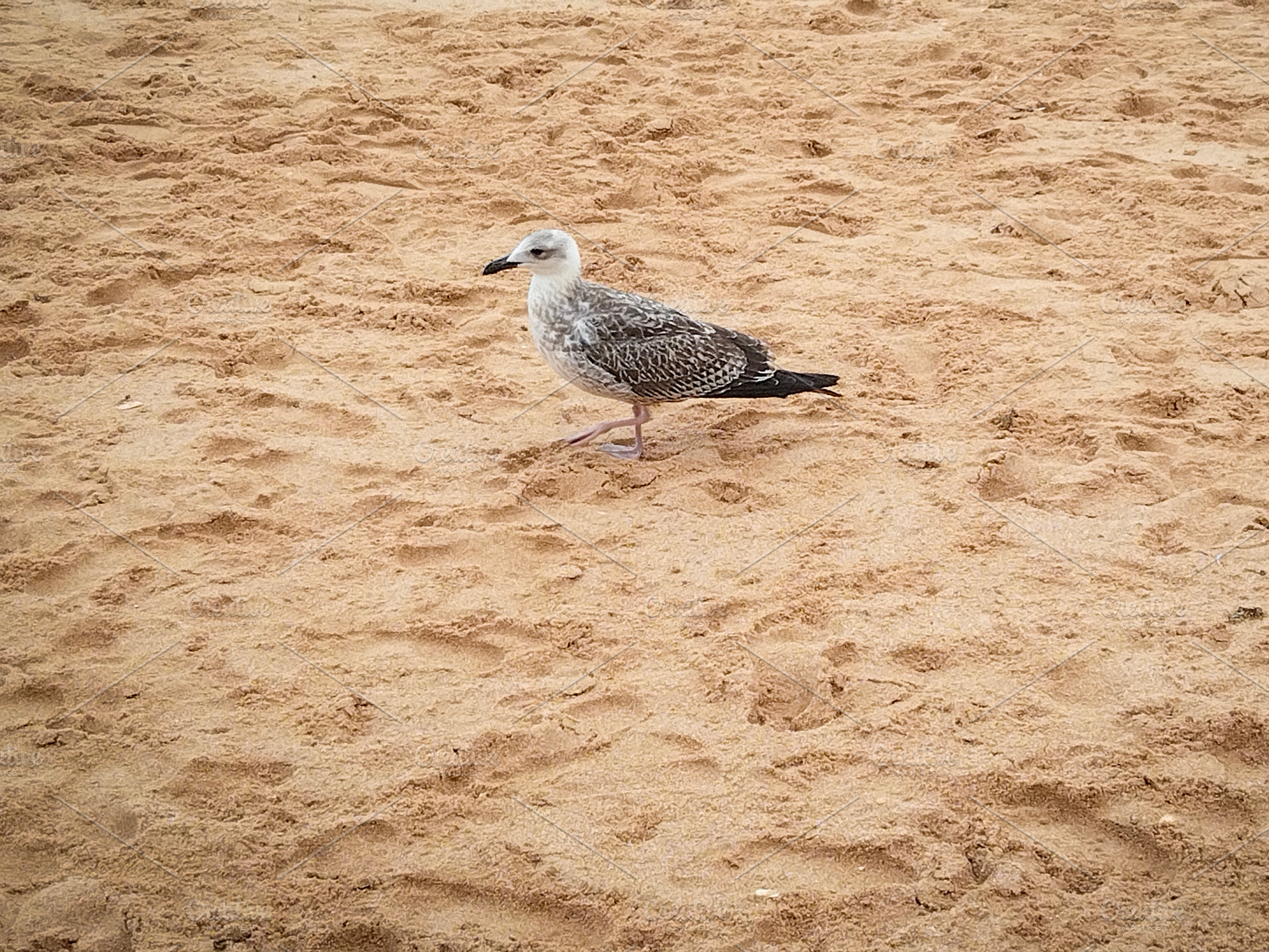 Lonely seagull on sandy beach, an Animal Photo by DanFLCreativo