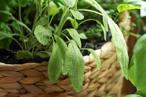 Fresh sage herb plant growing in woven basket, a Food & Drink Photo by Olena Rudo