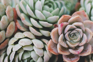 Closeup Rock Rose Succulent Plant, a Nature Photo by René Jordaan Photography
