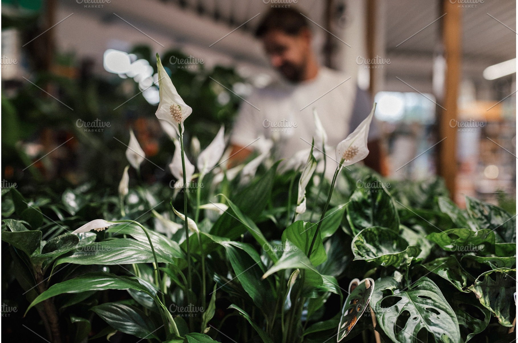Close-up of spathiphyllum flowers, a Nature Photo by HalfPoint
