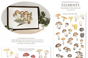 Watercolor Mushrooms Collection, an Education Illustration by MayaNavits (Thumbnail 2 of 14)