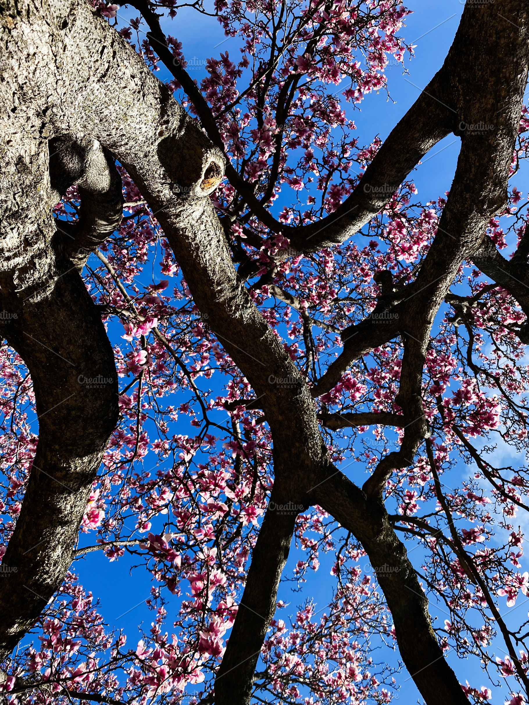 Pink blossoms on sturdy tree branches against a blue sky in Indiana USA during, a Photo by AS photostudio