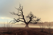48 Dying Tree Images, a Nature Photo by h.utomo (Thumbnail 39 of 48)