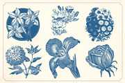 Vintage Flower Illustrations, a Decorative Illustration by Mr Vintage (Thumbnail 4 of 13)