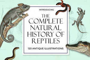 Complete Natural History of Reptiles, an Animal Illustration by Dene Studios