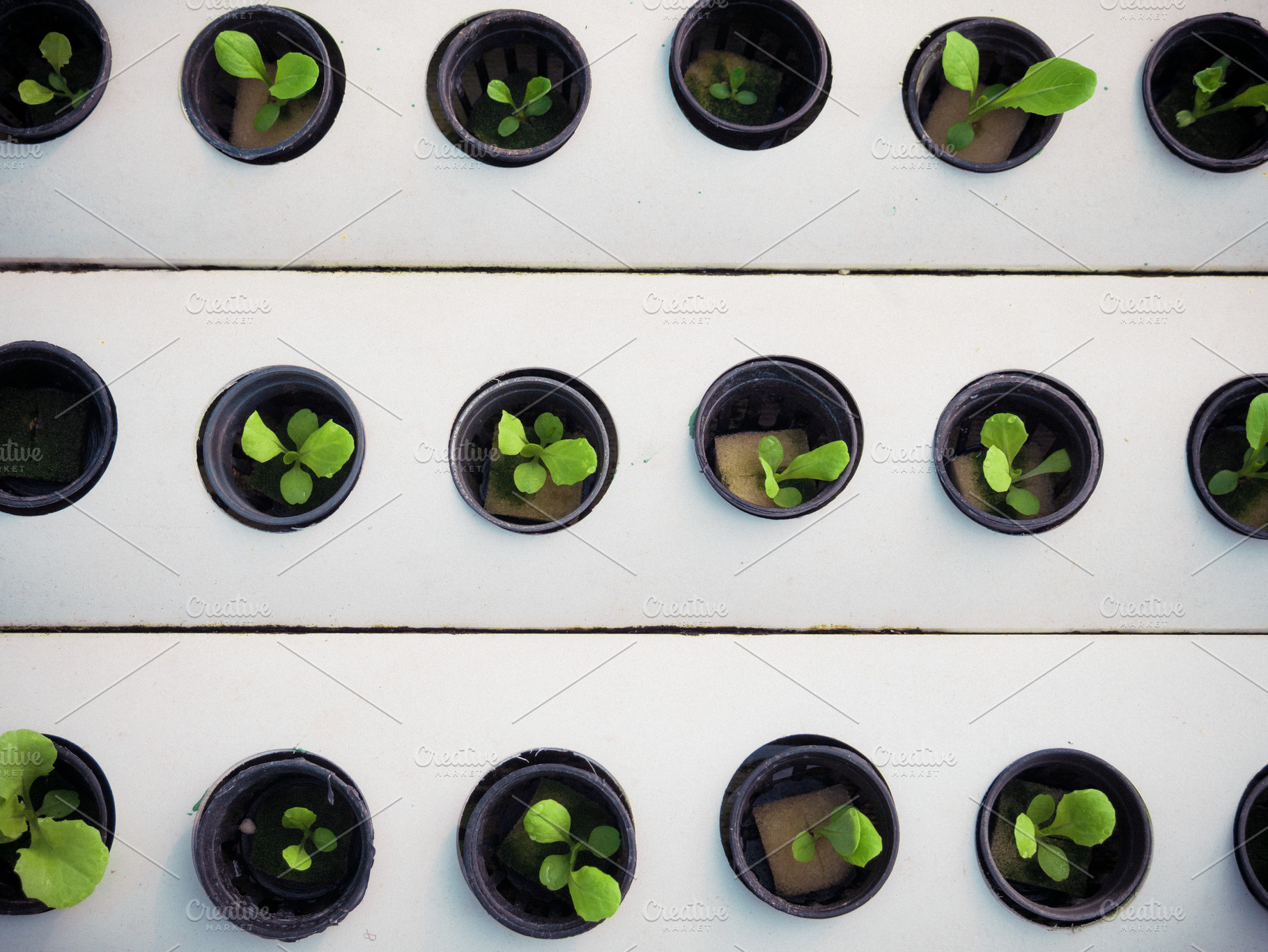 Little plant in black pot. Green plant in Hydroponics farm. Agri, an Industrial Photo by Ministocker