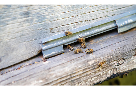 Bees sitting on clue in the summer, an Animal Photo by yanadjana