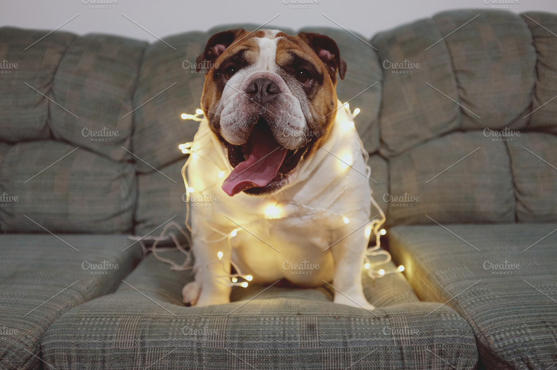 English bulldog featuring bulldog, english bulldog, and dog, an Animal Photo by EnjoyLife