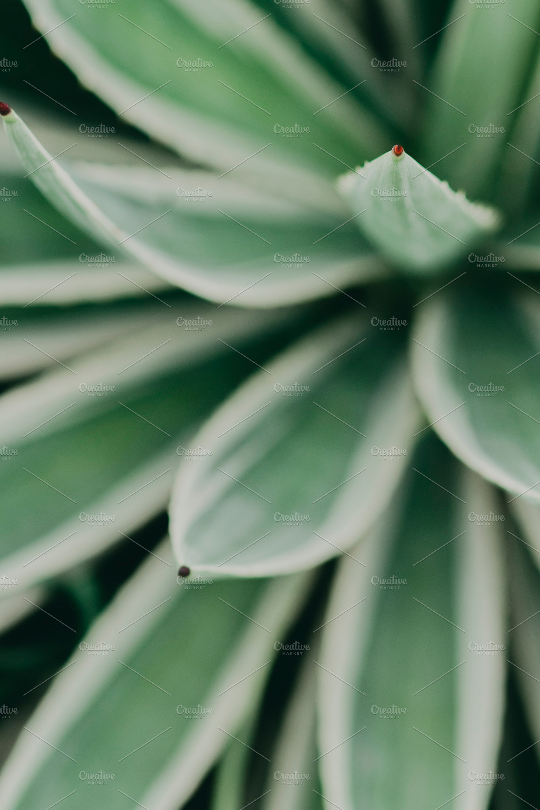 Minimalist Agave Leaf Tip Portrait, a Nature Photo by René Jordaan Photography