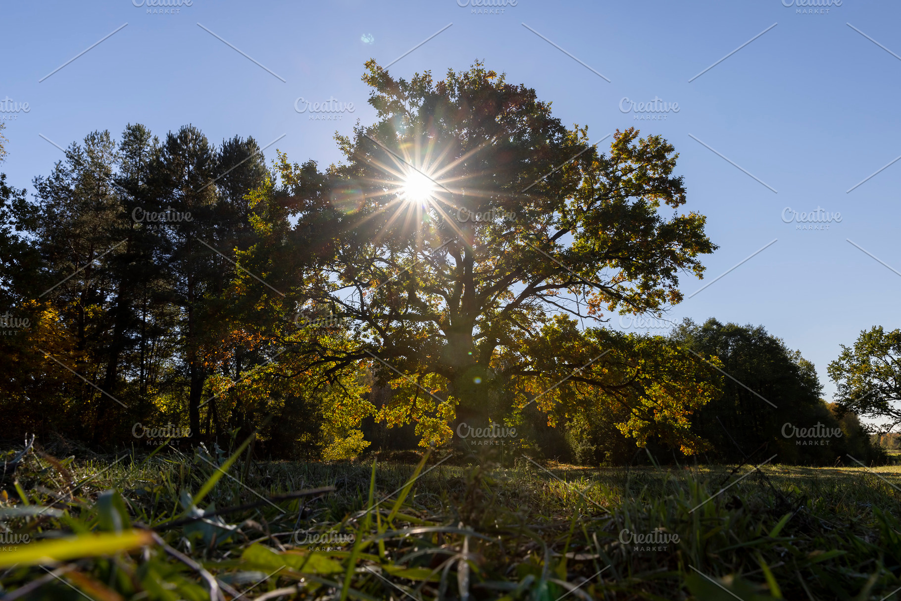 a beautiful oak with orange-green foliage during the autumn leaf fall in sunny, a Photo by rsoollAI