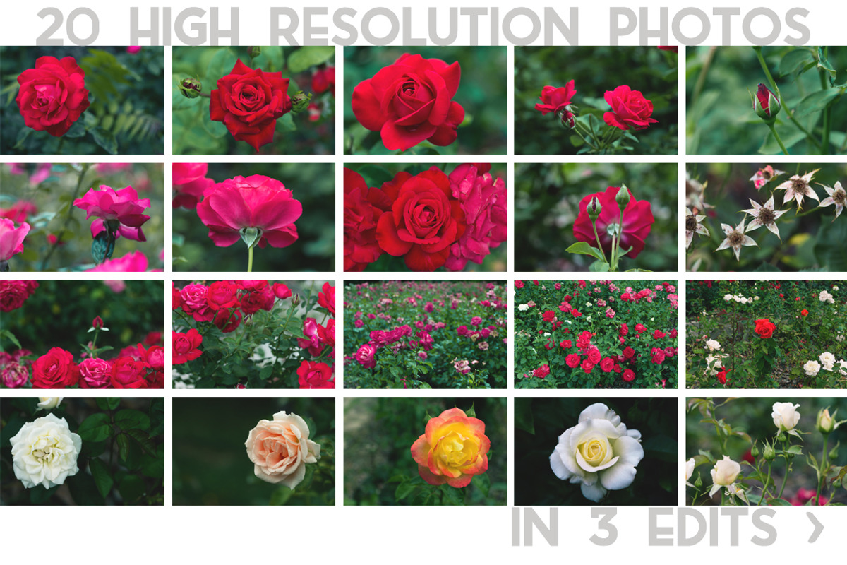 Rose Garden Photo Pack, a Templates & Theme by c l a r a X Y (Photo 2 of 6)