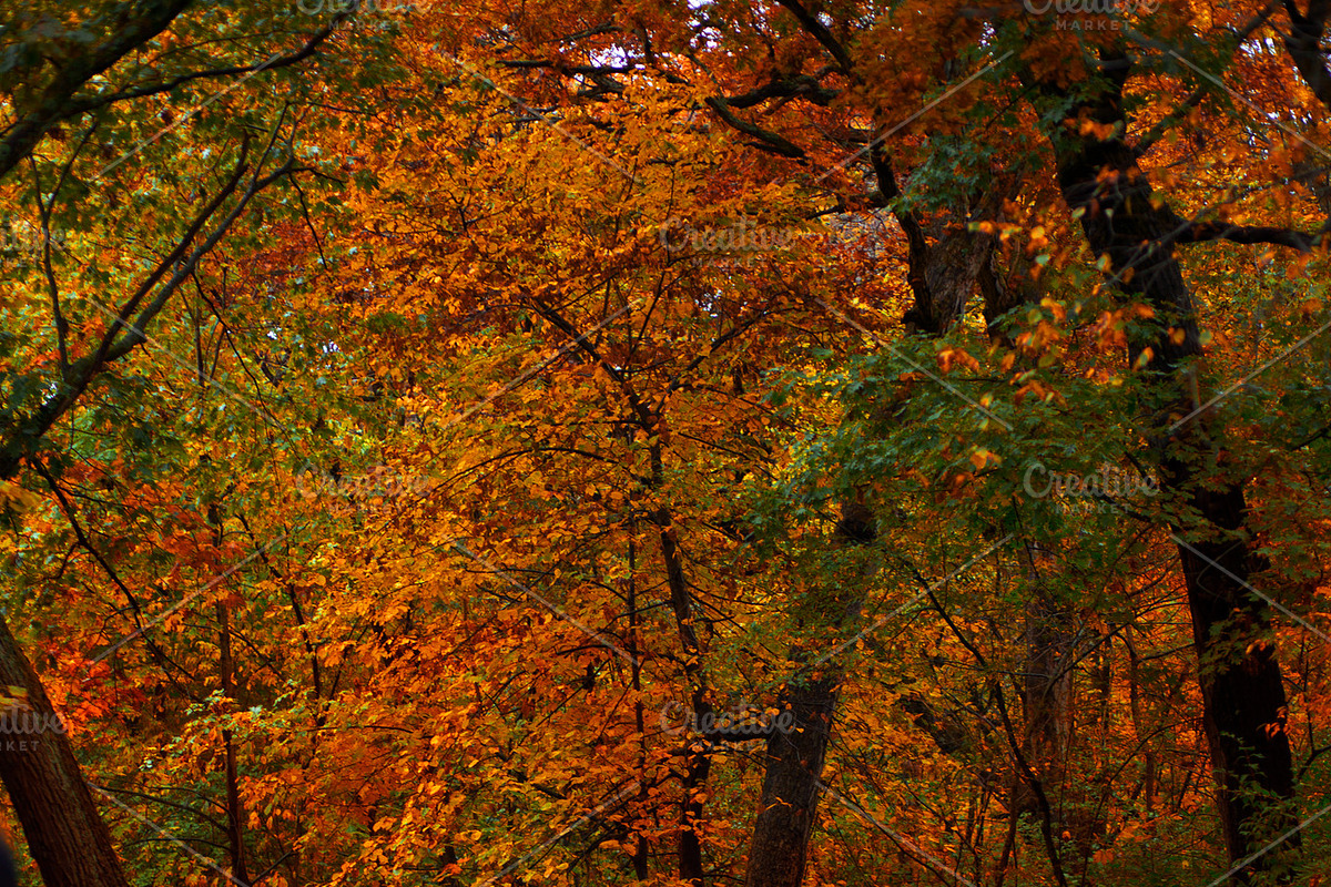 Autumn Backdrops - 7 Digital preview 2