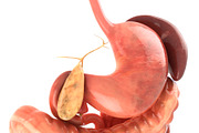 Digestive system. Animated, a Characters & Person 3D Model by konstantin.ermolaev (Thumbnail 3 of 9)