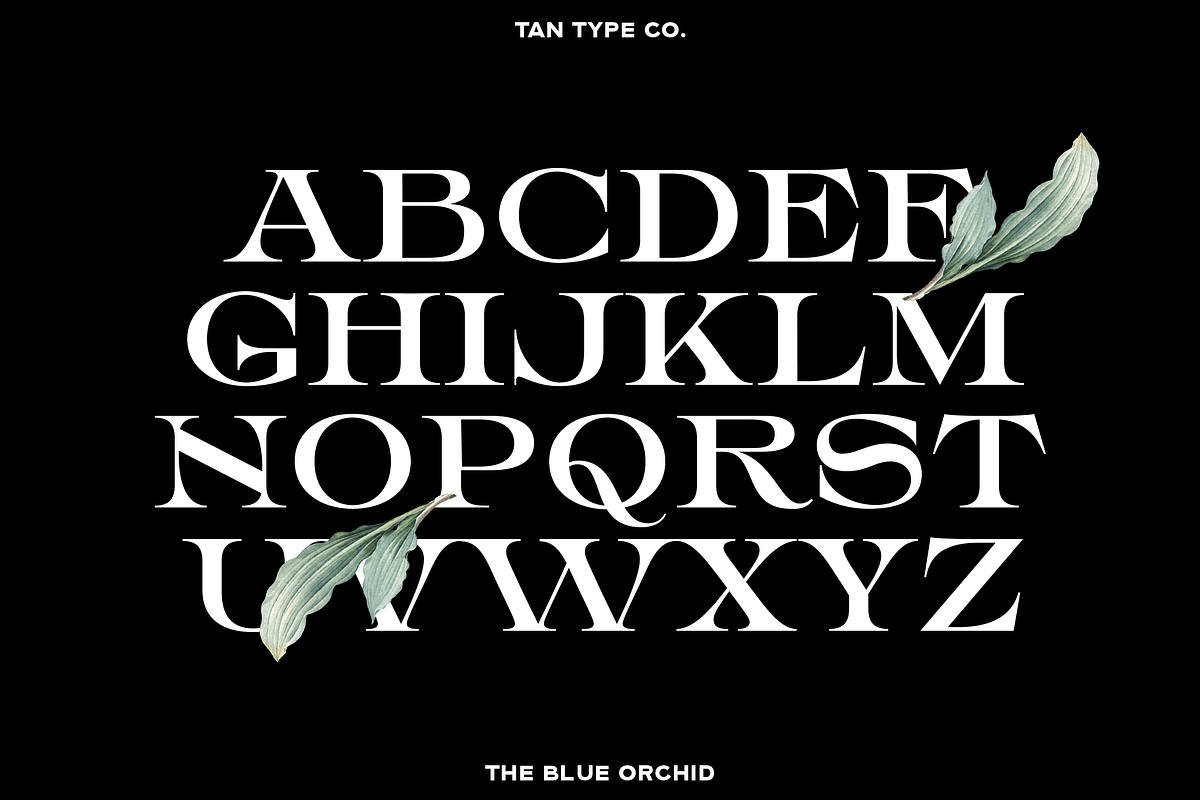 TAN - THE BLUE ORCHID, a Serif Font by TanType (Photo 12 of 12)
