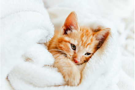 Cute ginger kitten looks at camera, an Animal Photo by MAnuta