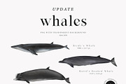 Watercolor Whales. Ocean animals set, an Animal Illustration by Diana Askarova Art (Thumbnail 4 of 7)