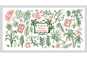 Tropical plant hand drawn line art