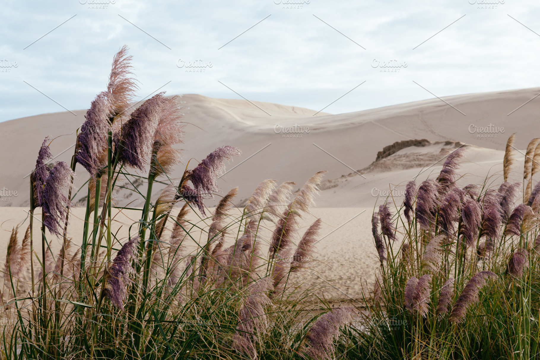 Sand Dunes And Pampas Grass
