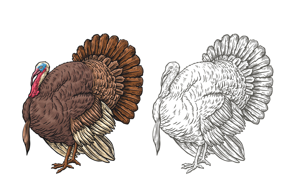 Vintage Turkey Vector Art, an Animal Illustration by Kusumaillustration (Photo 3 of 4)