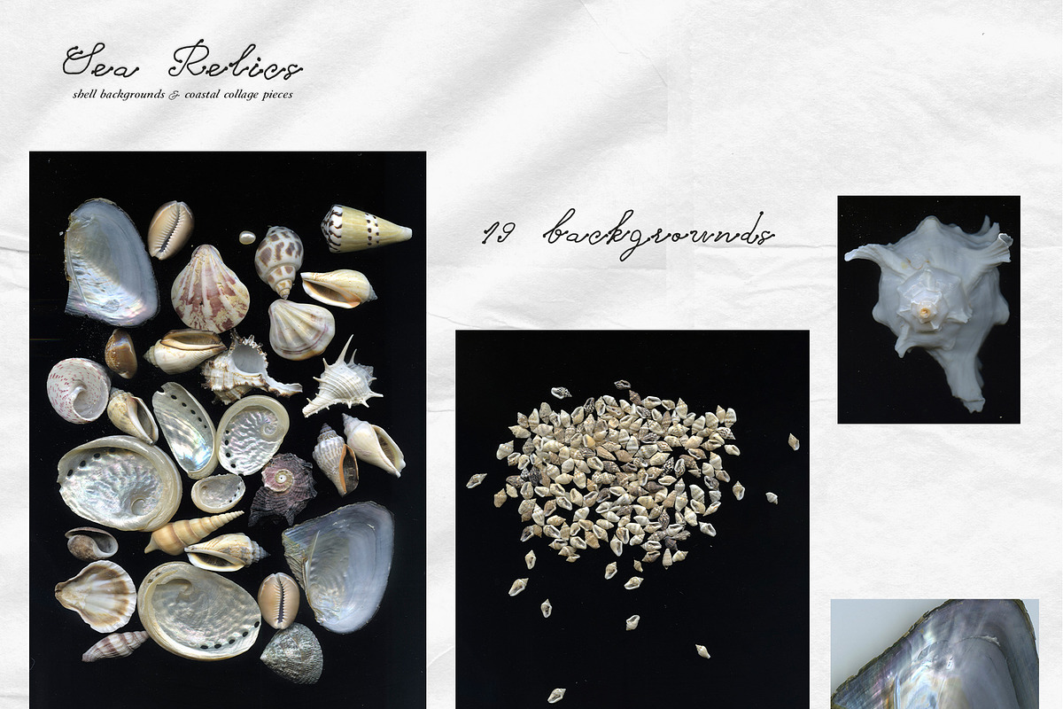 Sea Relics: Objects & Backgrounds, an Object Graphic by Purple (Photo 11 of 14)