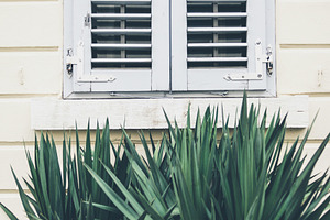Yucca and Window, an Architecture Photo by Nazar Hrabovyi