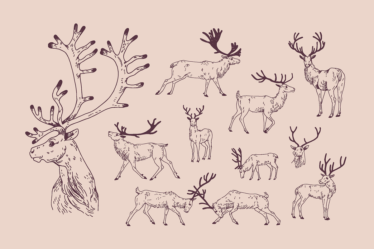 Deer sketch set, an Animal Illustration by Good Studio (Photo 2 of 5)