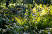 Lush green fern leaves growing in a dense forest floor backlit b, a Nature Photo by Imaginarium (Thumbnail 1 of 2)