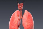 Animated internal organs, skeleton, a Characters & Person 3D Model by konstantin.ermolaev (Thumbnail 9 of 29)