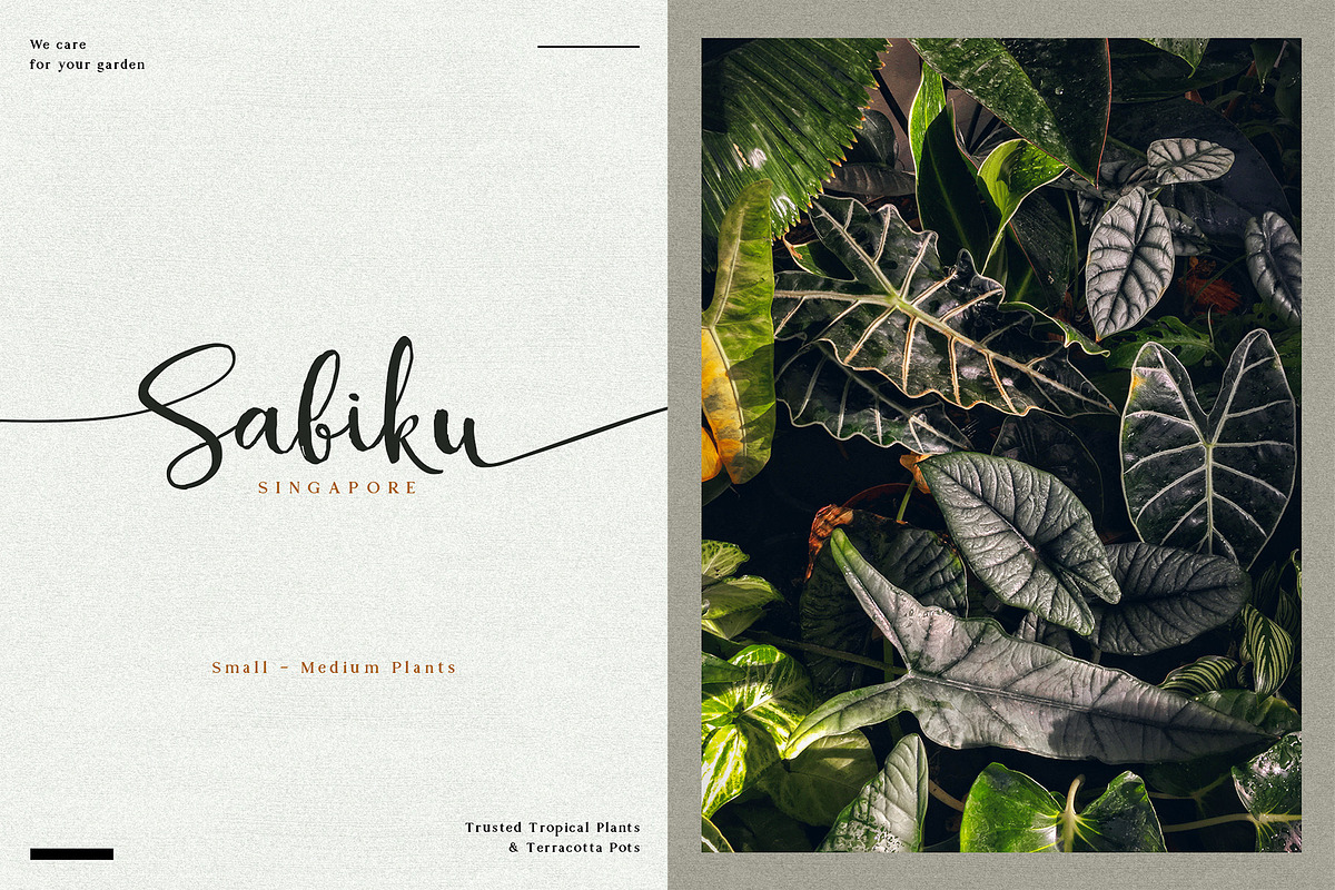Alocasia-Trio Font Combination preview 4