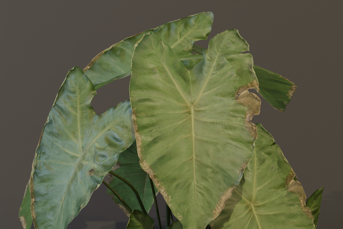The BroadLeaf Taro Bush, a Plants & Tree 3D Model by FuturePastCreatives (Photo 4 of 19)