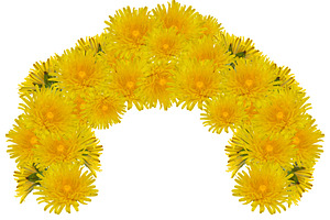 A wreath of many bright yellow dandelion flowers on an isolated, a Nature Photo by ndanko