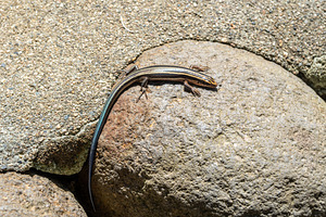 Japanese five-lined skink lizard sunbathing on a rock in Shiraka, an Animal Photo by GoodGoods