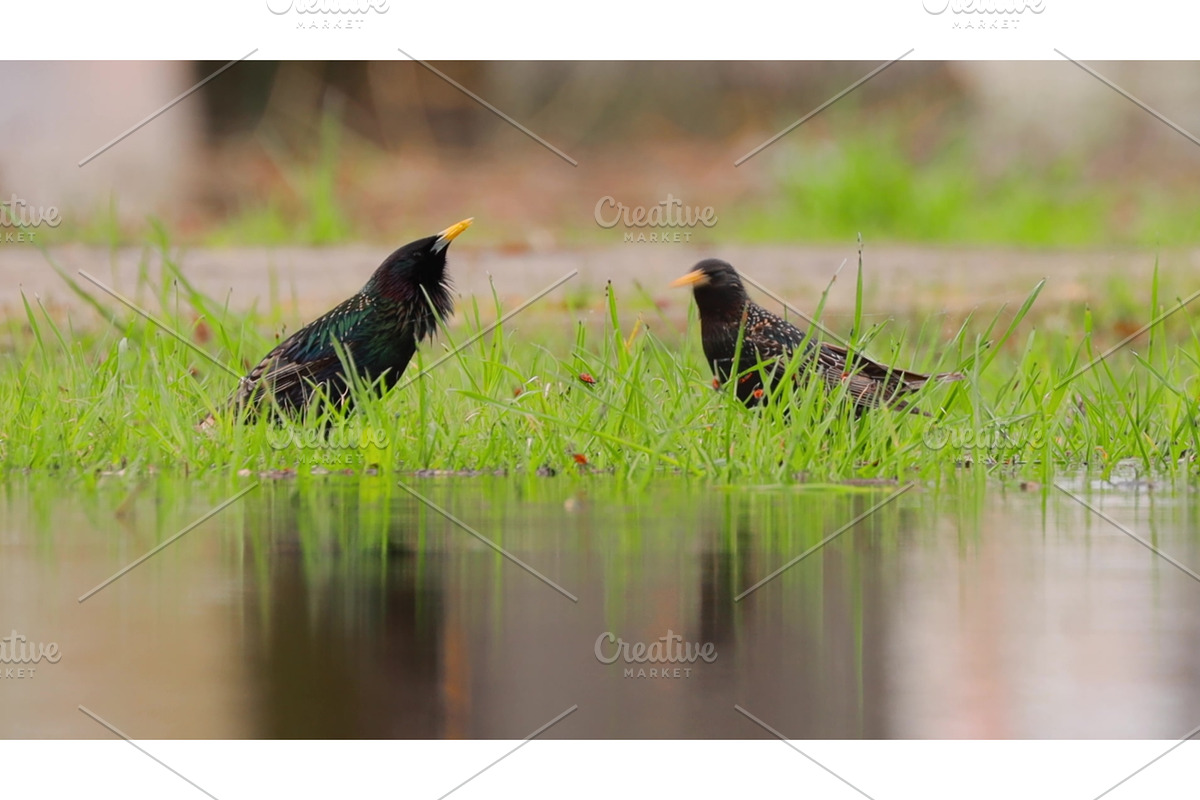 The male starling performs a, a Graphic by Our Amazing World (Photo 1 of 2)