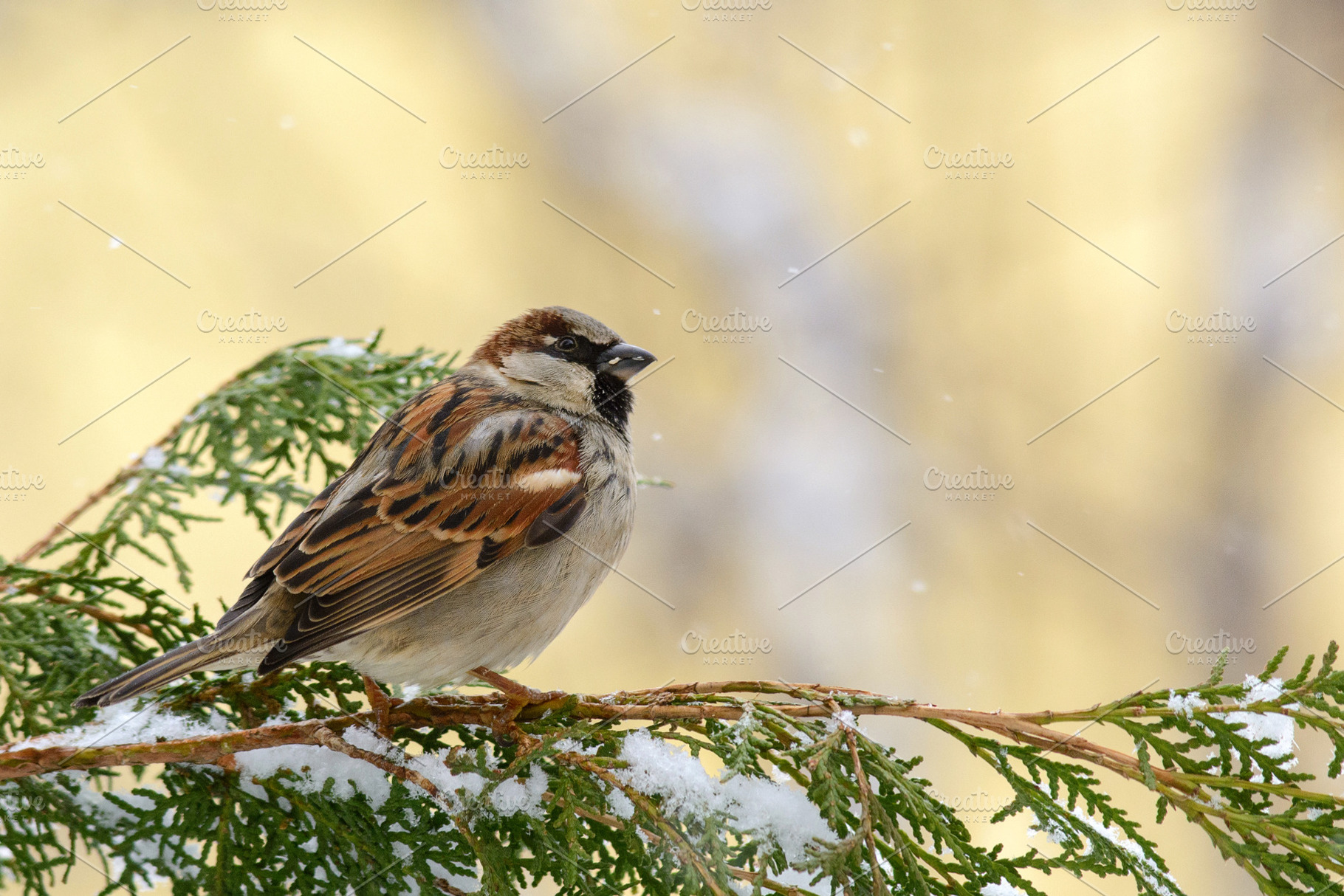 Male House Sparrow on the branch, an Animal Photo by MriyaWildlife