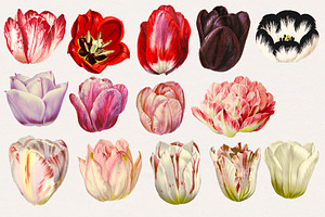 Vintage Watercolor Tulips