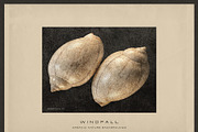 Windfall Organic Nature Backgrounds, a Background Graphic by alonahaidash (Thumbnail 2 of 14)