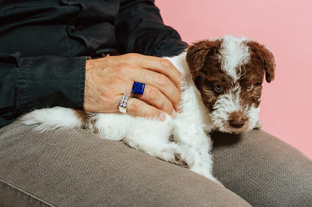 Fox terrier sitting on his owner's legs