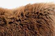 Collection of 38 fur pillows, an Object 3D Model by 3dmitruk (Thumbnail 63 of 112)
