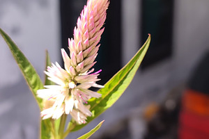 Boroco plants, a Nature Photo by Art_amru