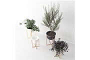 Interior Plants Trio, a Furniture 3D Model by 3DCargo (Thumbnail 4 of 9)